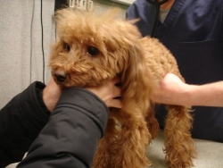 Toffee