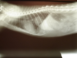 xray