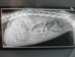 xray